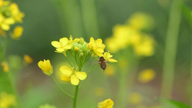 Honeybee pollinating bright yellow rapeseed flowers in a spring field with soft natural lighting