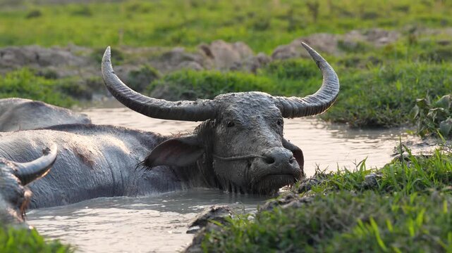Water buffalo (Bubalus bubalis) soaking in muddy water after hot day and hiding from insects, domestic bull animal fully covered in mud and dirt enjoying bath at farm field in Thailand countryside.