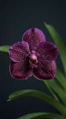 Fototapeta premium A close-up photo of a purple orchid flower with green leaves against a dark background