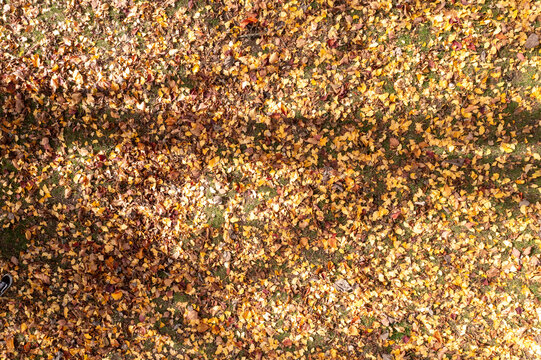 View of yellow and brown fallen autumn leaves covering green grass with soft shadows in McLaren Falls Park, Omanawa, Bay of Plenty Region, New Zealand.