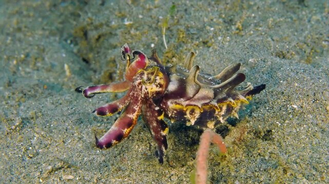 Close up of a flamboyant cuttlefish moving underwater

