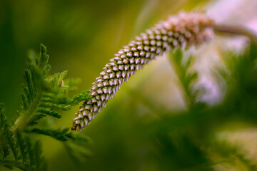 Yarrow flower spike emerging in early summer with tightly packed buds and feathery foliage, macro, Bulgaria © VasilAndreev Photo