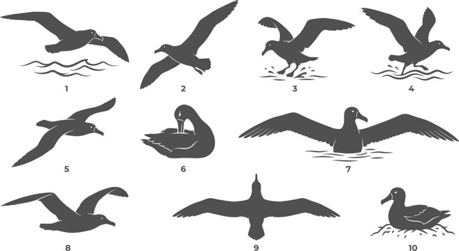 Albatross seabird silhouette set illustrating marine birds flying gliding nesting and preening feathers