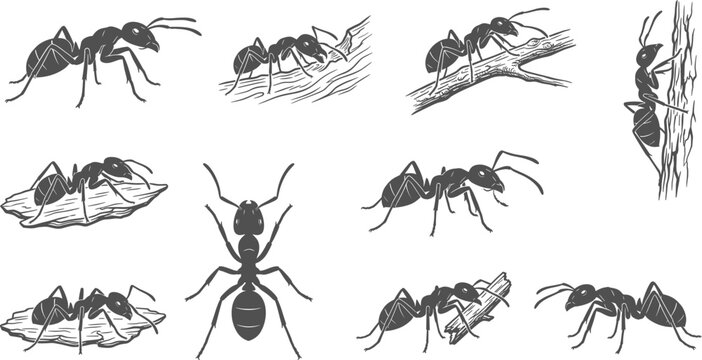 Ant silhouettes and illustrations crawling on tree bark and natural branches on plain transparent background