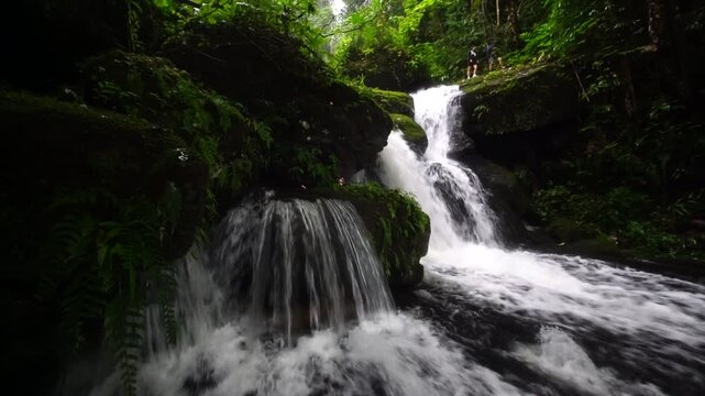 Habenaria rhodocheila orchids in full bloom at Romklao Paradorn Waterfall . Phu Hin Rong Kla National Park ,THAILAND