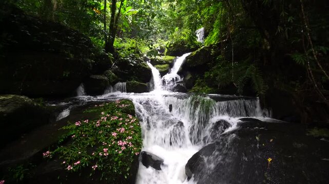 Habenaria rhodocheila orchids in full bloom at Romklao Paradorn Waterfall . Phu Hin Rong Kla National Park ,THAILAND