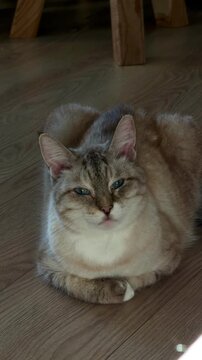 Lovely purebred Ojos Azules cat resting on floor in bright sunbeam lights and shadows. Vertical stock photography of cute domestic pet in cozy home interior. Animal comfort concept.