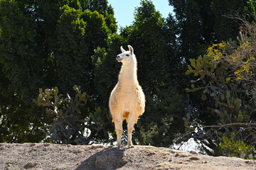 Fototapeta premium Portrait of a curious white llama observing its surroundings on a sunny day