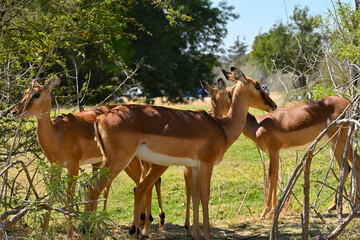 Fototapeta premium Small herd of impalas standing in the wild safari nature reserve