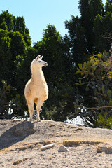Obraz premium White llama posing in a rocky natural environment with cactus in the background