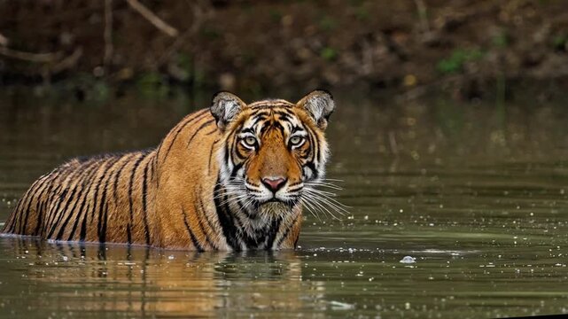 Majestic Bengal Tiger Wading in Forest Pond or River
