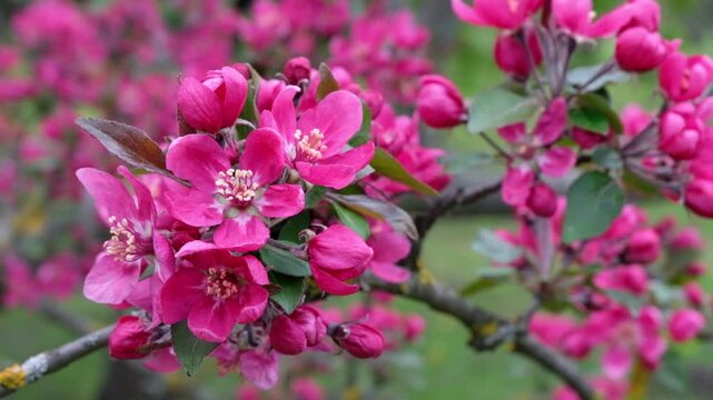 Bee pollinating pink crabapple blossoms in spring garden while moving between vibrant floral petals.