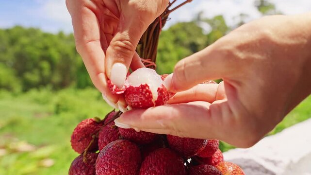 Peeling Fresh Lychee Fruit by Hand in Tropical Orchard, Exotic Organic Harvest And Healthy Natural Snack