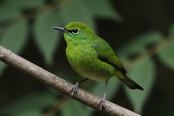 Obraz premium Small green broadbill bird rests on tree branch. Vibrant bird plumage with light yellow breast. Natural forest habitat, shallow depth of field.