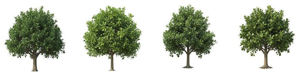 Fototapeta premium Four green citrus fruit trees isolated on black background for garden design