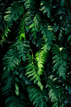 Moody dark tropical foliage background with split green leaves and dramatic sunlight shadow.