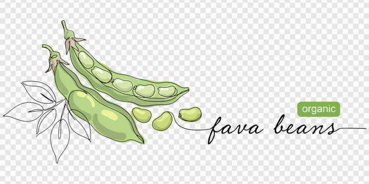 Fava beans simple color vector illustration. One continuous line art drawing with lettering organic fava beans, transparent background, Fava beans continuous one line art drawing organic fava beans, 