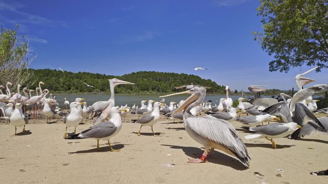 Large colony of dalmatian pelicans and yellow legged seagulls feeding and flying on a sandy shore in the Sigean African Reserve, with a flock of pink flamingos in the background