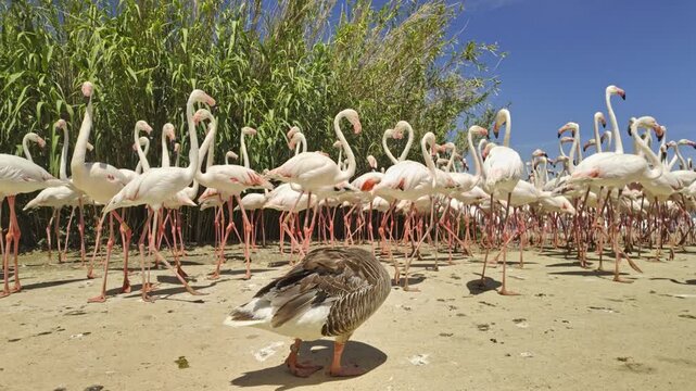 One Anser anser walking among a large group of Phoenicopterus roseus at the Sigean African Reserve in southern France, showcasing a unique interaction between different bird species