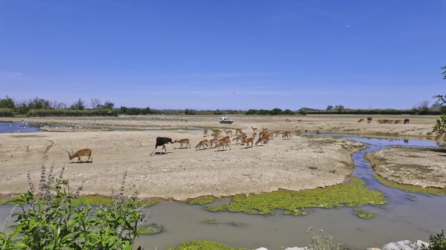Various African wildlife, including ostriches, blue wildebeest, and antelopes, grazing together on a wide, dry plain next to a small river on a sunny day in the Sigean African Reserve