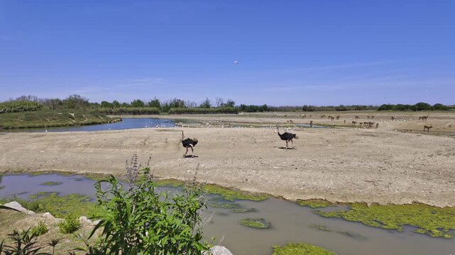 Two common ostriches walking in a dry savanna landscape near a river, with a herd of blue wildebeest and other antelopes grazing in the background at the Sigean African Reserve in France