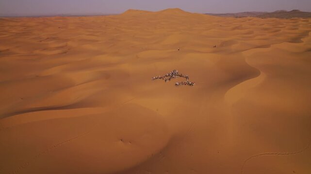 Tourist camel caravan gathers among Erg Chebbi dunes near Merzouga, Errachidia Province, Dr&acirc;a-Tafilalet, Morocco, as a drone descends and pushes forward across the Sahara, revealing desert scale