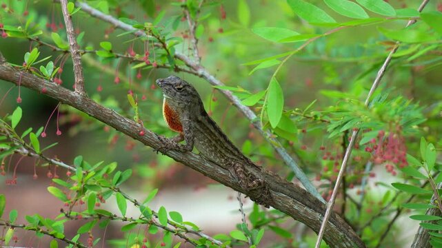 Close up shot of a male Brown Anole (Anolis sagrei) perches on a branch, displaying its vibrant orange and red dewlap.