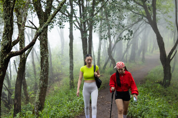 Obraz premium Woman hiking in rainforest. She loves hiking on nature trail. Enjoy adventure hiking in jungle.