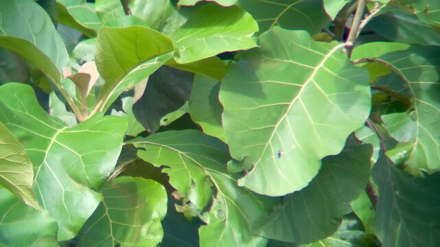 Close-up of lush green fig leaves in natural sunlight.