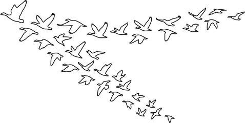 Obraz premium Flying birds vector outline, a flock of migratory birds in V-formation, black and white line art illustration, freedom and journey concept