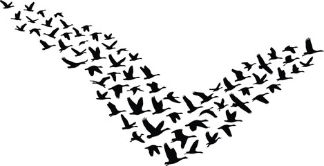 Flying birds flock, black silhouettes of geese in V formation, migratory bird pattern, freedom and journey concept vector graphic © Farzana
