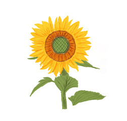 Obraz premium Beautiful Yellow Sunflower Hand Painted Floral Illustration with Green Leaves