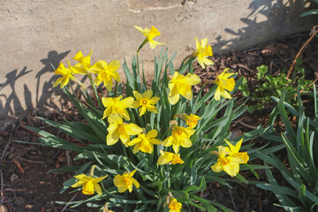 Bright yellow daffodil flowers blooming in a garden during spring. Fresh narcissus blossoms illuminated by sunlight © gicku91