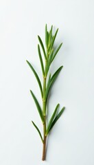 Fototapeta premium Thin twig of rosemary against white background, rosemary stem, botanical image, garden decoration