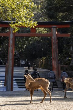 View of a sika deer standing in front of a traditional red torii gate with people walking in the background at Nara Park, Nara, Nara, Japan.
