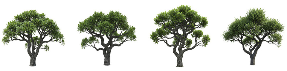 Obraz premium Set of Four Green Deciduous Trees Isolated on Black Background