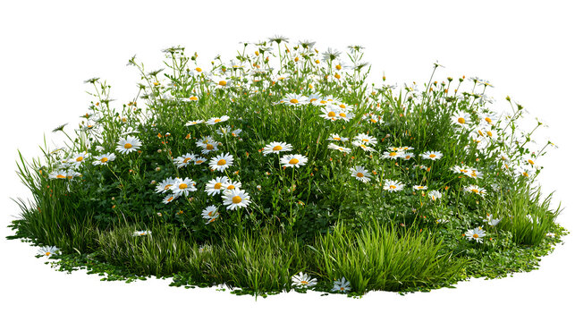 A lush patch of blooming white daisies with green grass isolated on transparent background