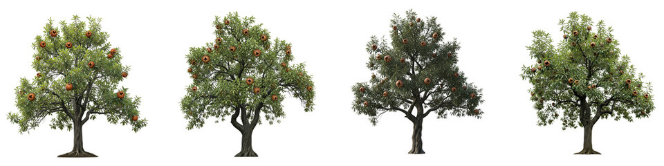 Fototapeta premium Set of four isolated fruit trees with green leaves and ripe fruit on black