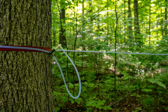 Close up of maple sap tubing on tree trunk.