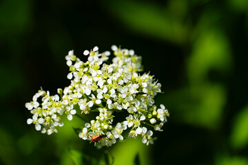 Fototapeta premium White Flower Cluster with Red Beetle