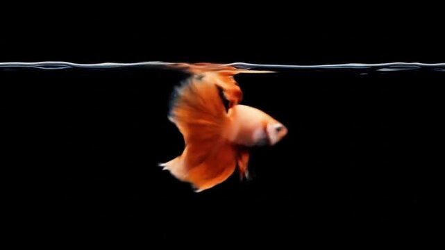 A vibrant orange betta fish gracefully swims in dark water, its fins flowing elegantly. The reflection of the fish shimmers on the water's surface.