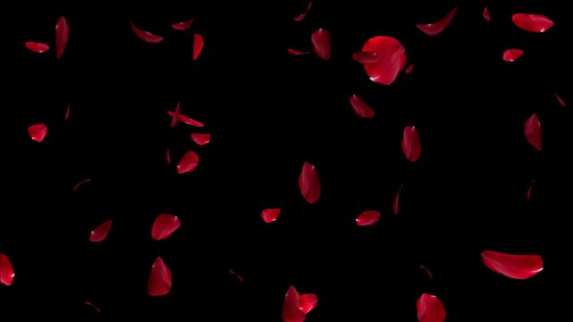 Falling rose petals with alpha channel. Animation of falling rose petals seamless loop. Red rose petals on a transparent alpha channel. 4K UHD 3840x2160 3D render high quality.

