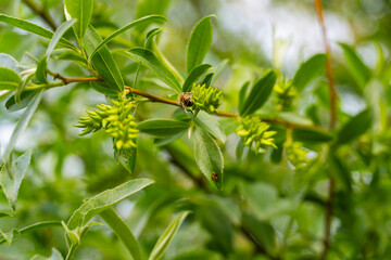 Obraz premium Honey Bee on Green Plant in Nature