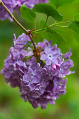 Fototapeta premium Lilac Cluster with Soft Purple Blossoms
