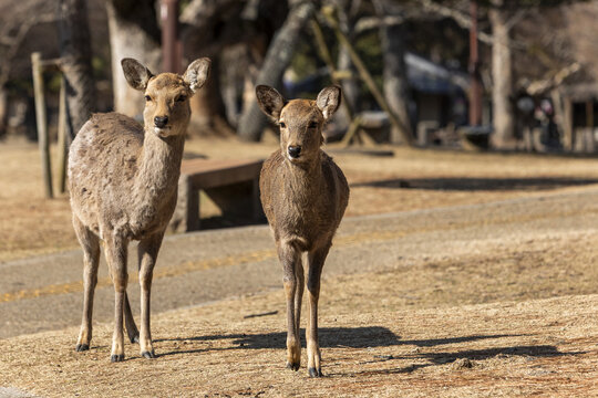 View of two sika deer standing on a dirt path in Nara Park with trees and a stone bench in the background Nara, Nara, Japan.