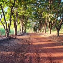 Obraz premium Dirt road through a green forest canopy, trees lining the path with sunlight filtering through the leaves, nature landscape.