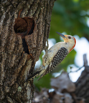 Red-bellied Woodpecker (Melanerpes carolinus) and its tree nest in Texas summer