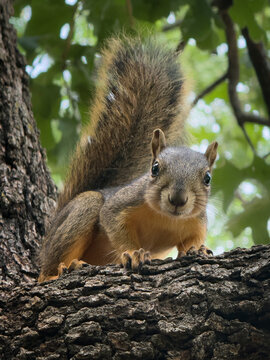 Closeup of young Eastern Fox squirrel (Sciurus niger) on the oak tree. 