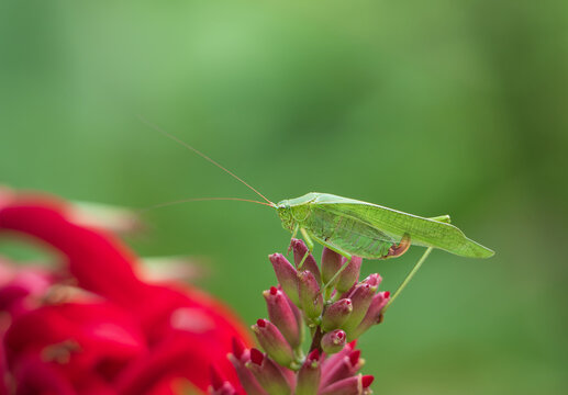 Katydid or Bush Cricket on the top of red Cardinal Spear flowers in the summer garden. Natural green background with copy space.