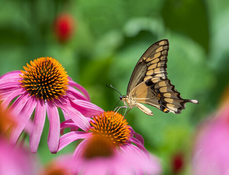 Giant Swallowtail butterfly (Papilio cresphontes) feeding on Purple Coneflowers in the butterfly garden.